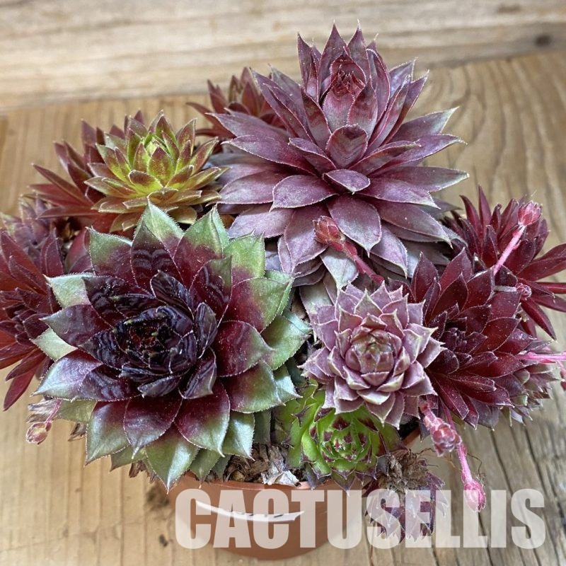 SH33915 Sempervivum mix (cold-resistant)