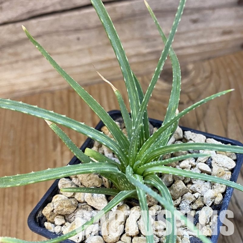 SH33838 Aloe bowiea