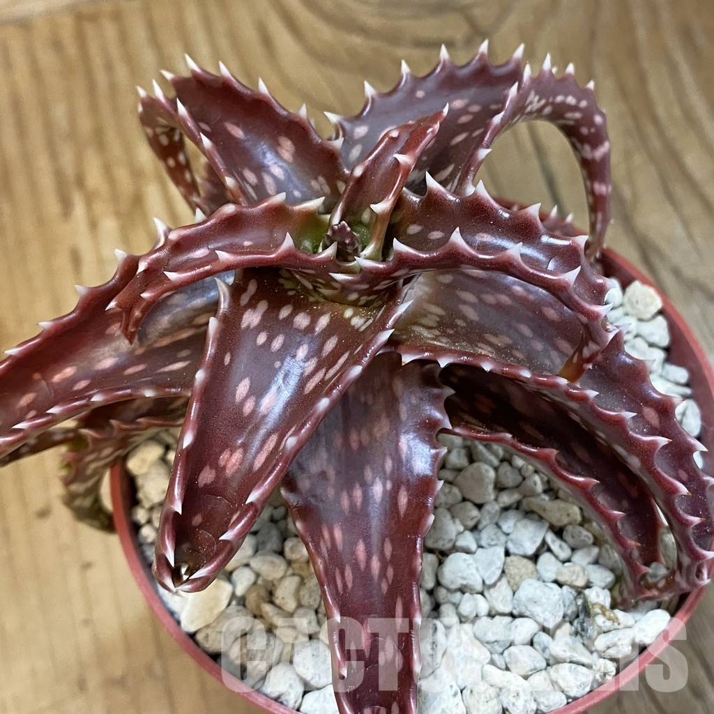 SH33839 Aloe ex Cok dorotheae hybrid?