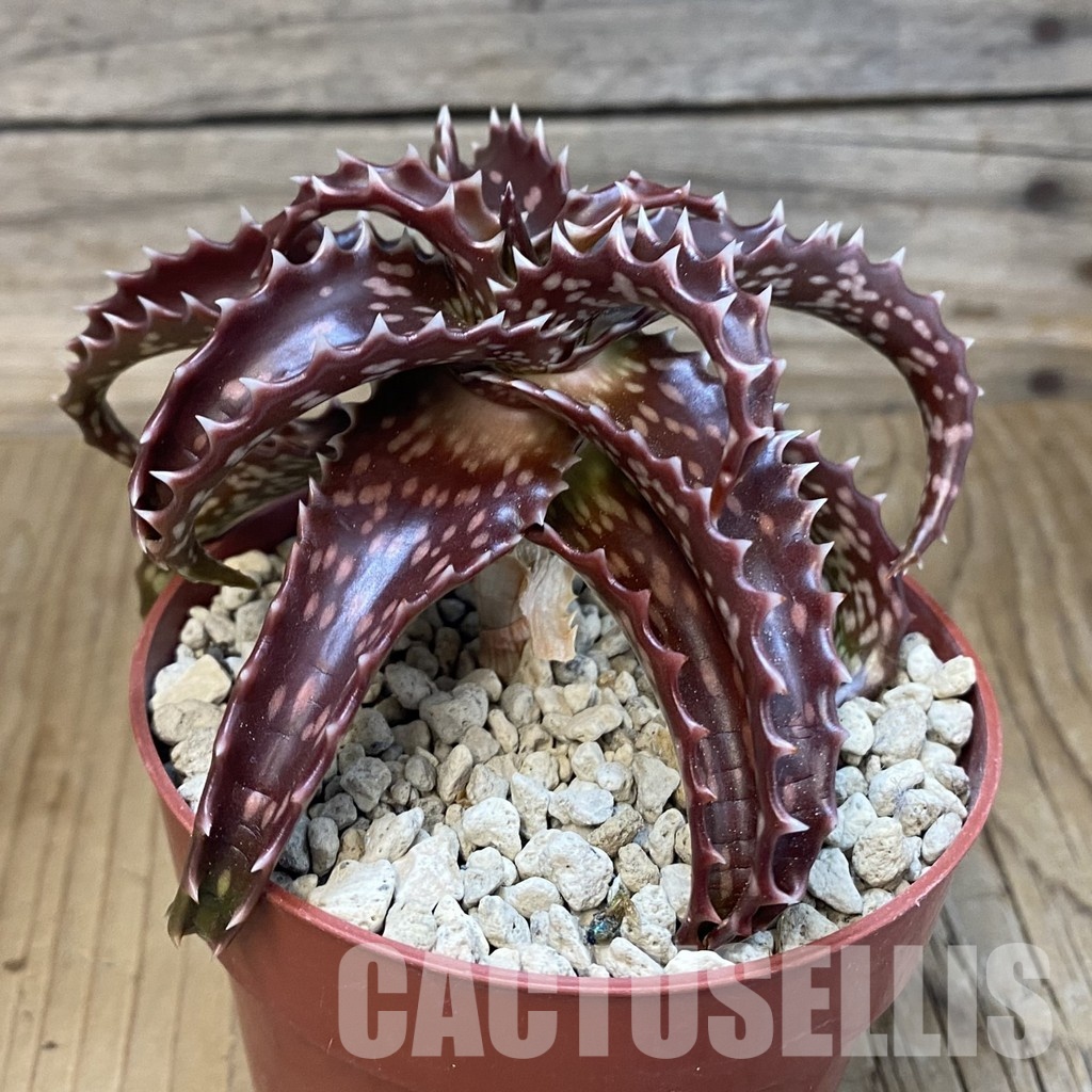 SH33839 Aloe ex Cok dorotheae hybrid? - Image 2