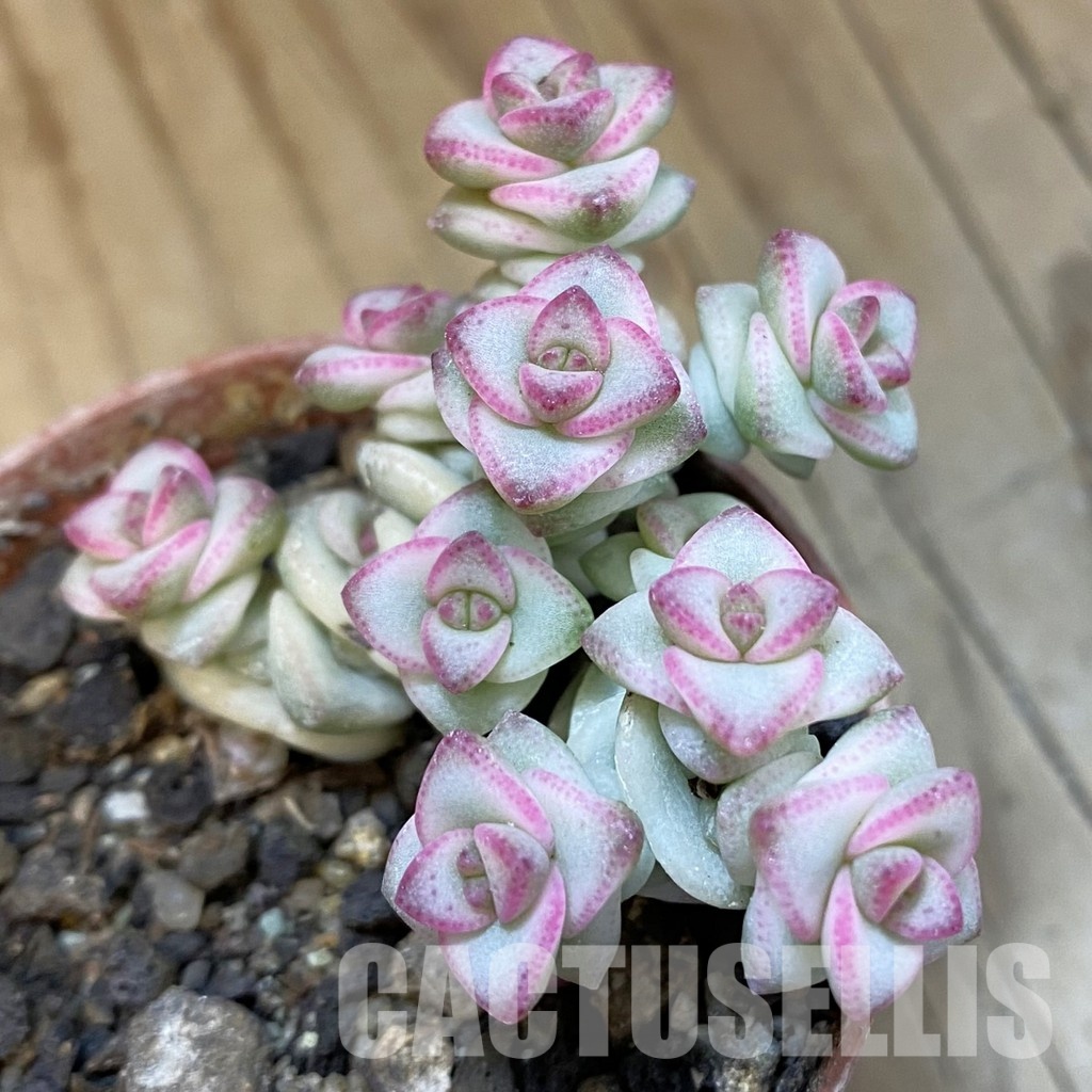 SH33840 Crassula marnieriana 'Fantasy' f. variegata