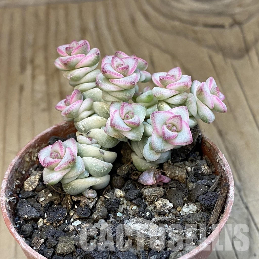 SH33840 Crassula marnieriana 'Fantasy' f. variegata - Image 2