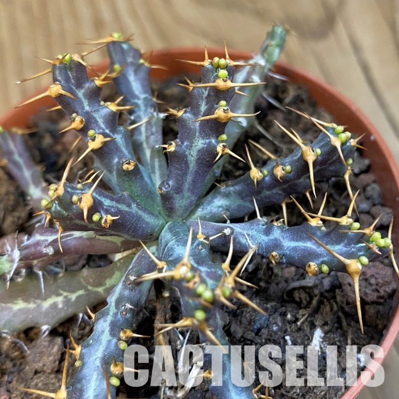 SH33845 Euphorbia micracantha
