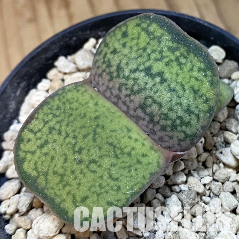 SH33831 Gasteria brachyphylla v. bayeri