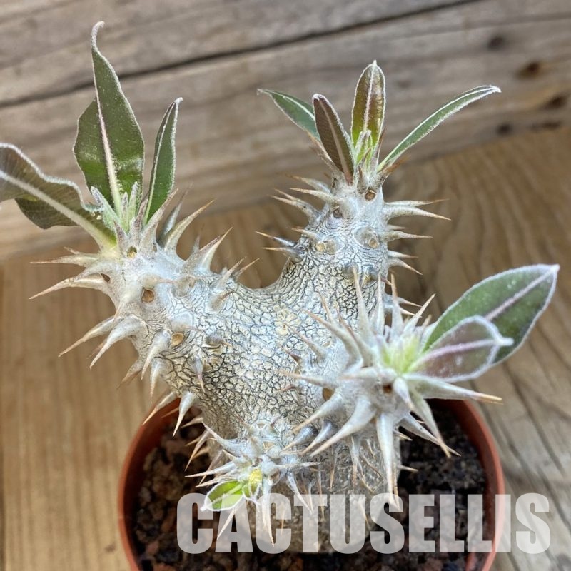 SH33848 Pachypodium horombense
