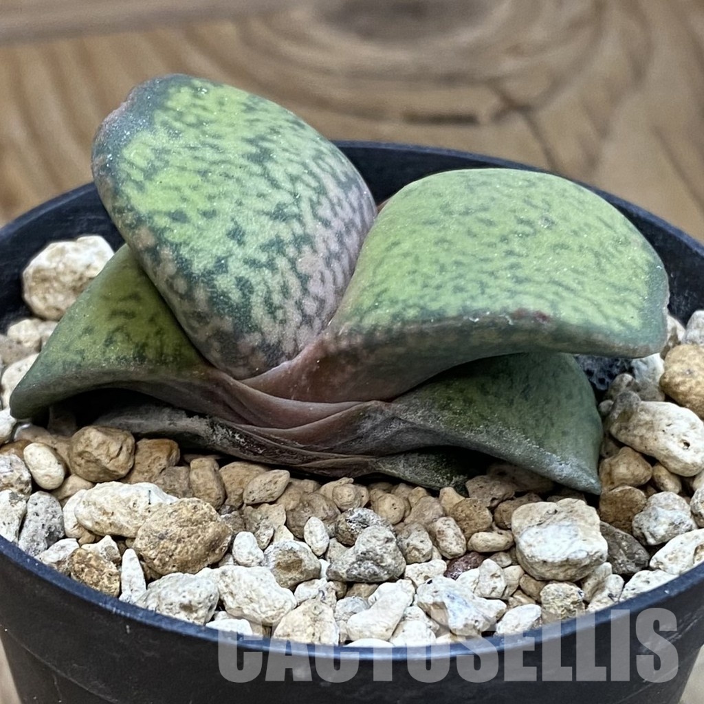 SH33831 Gasteria brachyphylla v. bayeri - Image 2