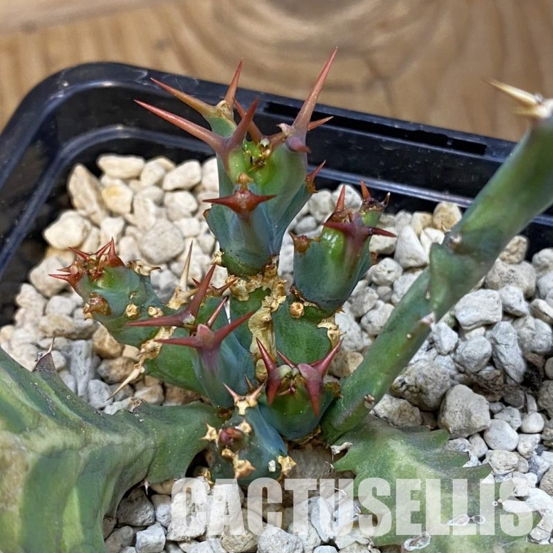 SH33849 Euphorbia clavigera