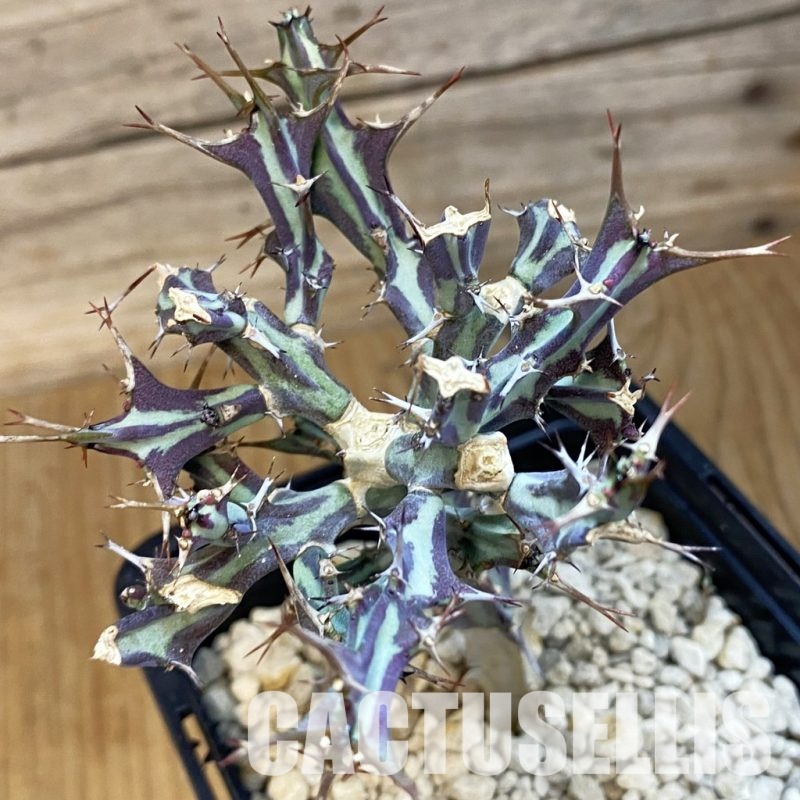 SH33850 Euphorbia meridionalis