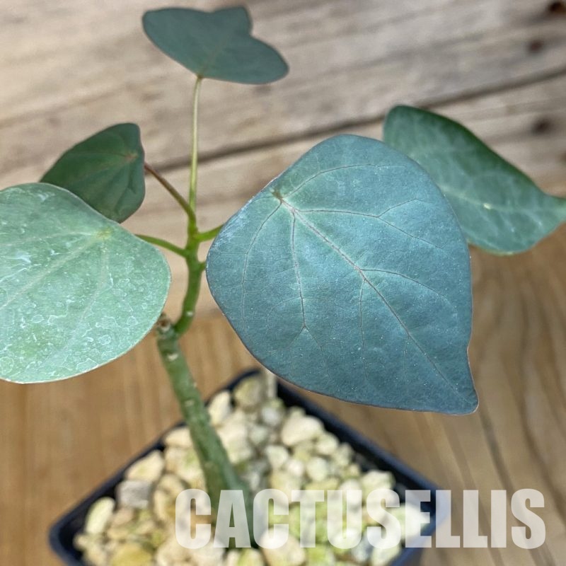 SH33851 Adenia stylosa