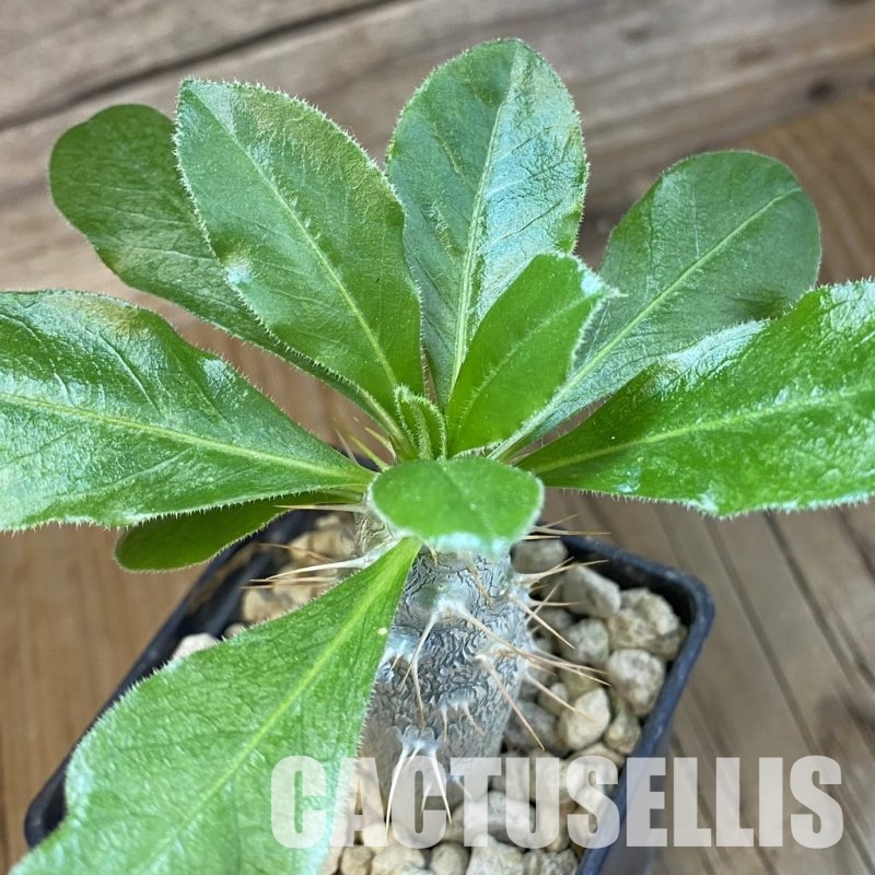 SH33853 Pachypodium saundersii