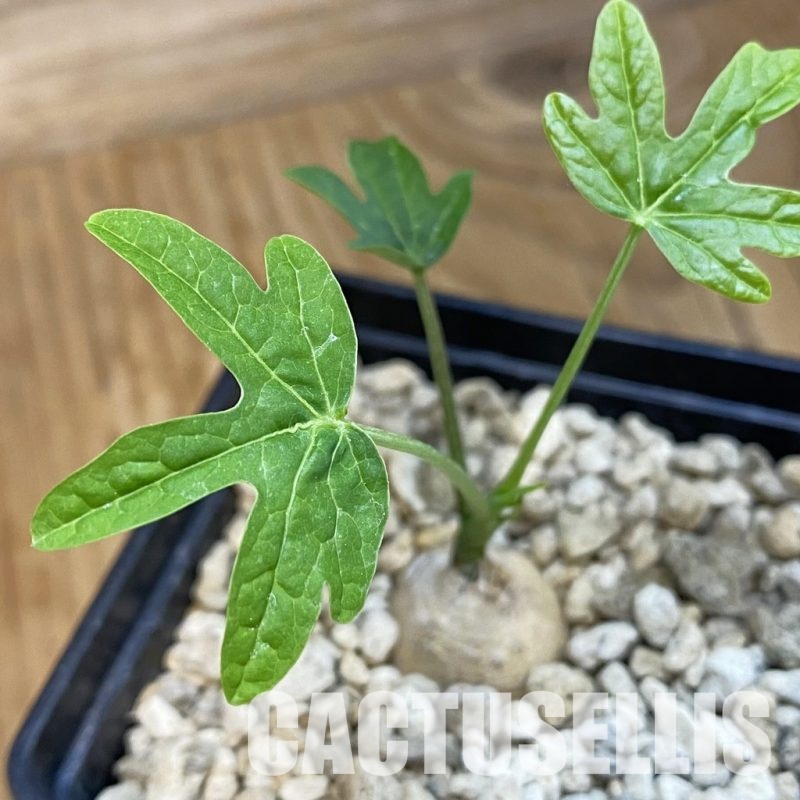 SH33854 Adenia stenodactyla miombo form ES22523
