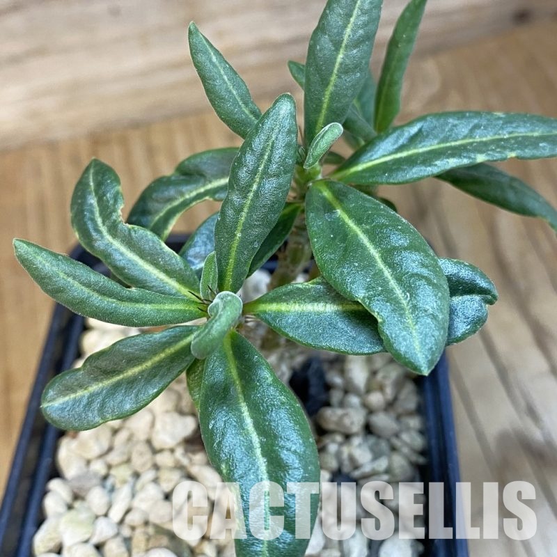 SH33855 Pachypodium succulentum