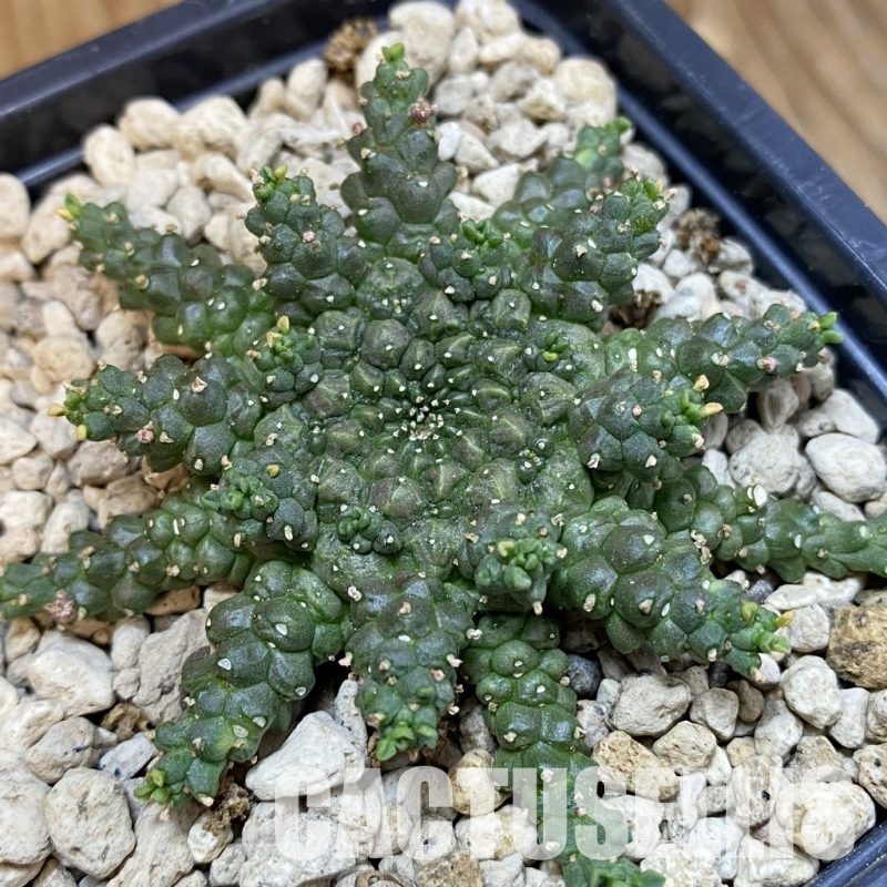 SH33856 Euphorbia aff. gorgonis GM224