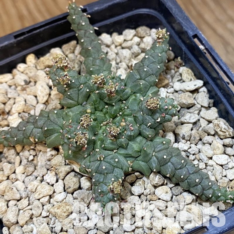 SH33857 Euphorbia procumbens