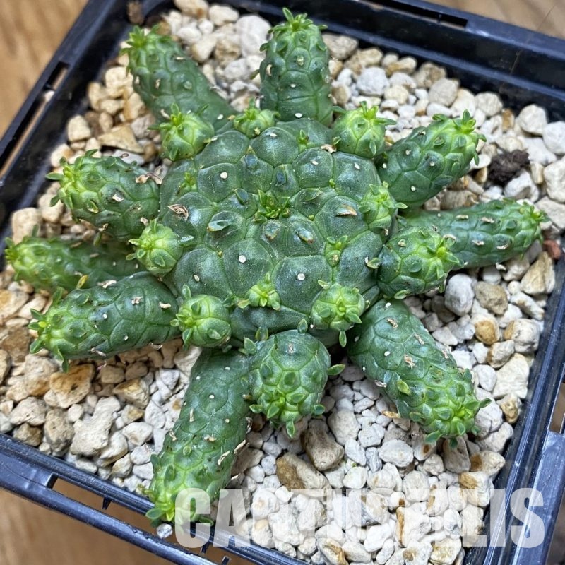 SH33859 Euphorbia clavarioides v. truncata