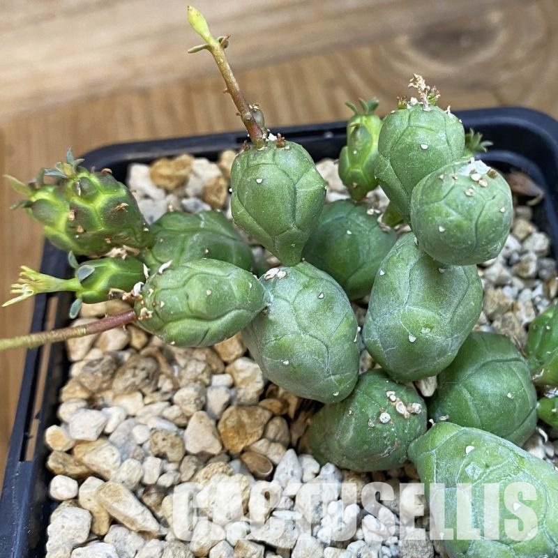 SH33860 Euphorbia globosa