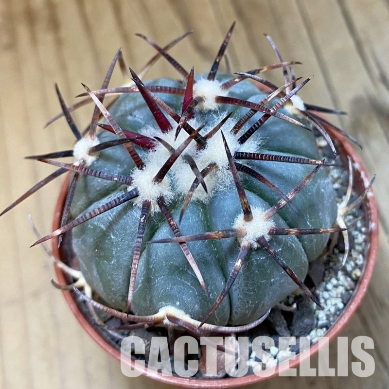 SH33948 Echinocactus horizonthalonius -La Appies-