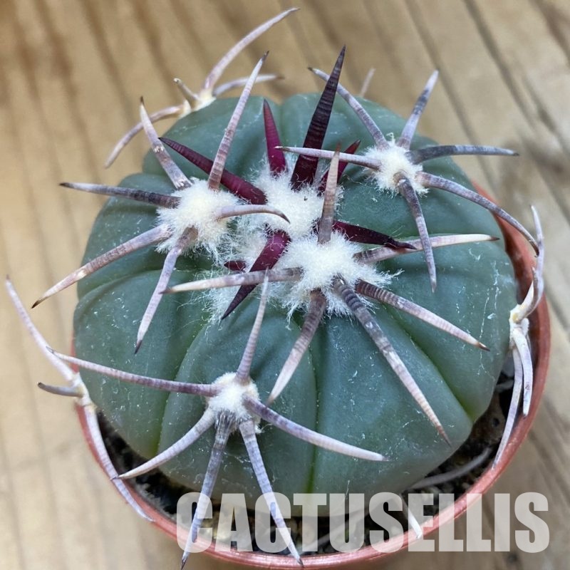 SH33949 Echinocactus horizonthalonius -Tula-