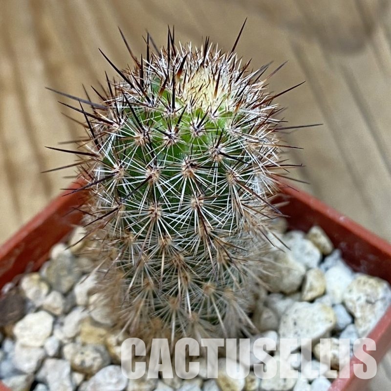 SH33918 Haageocereus decumbens ASK 337.3
