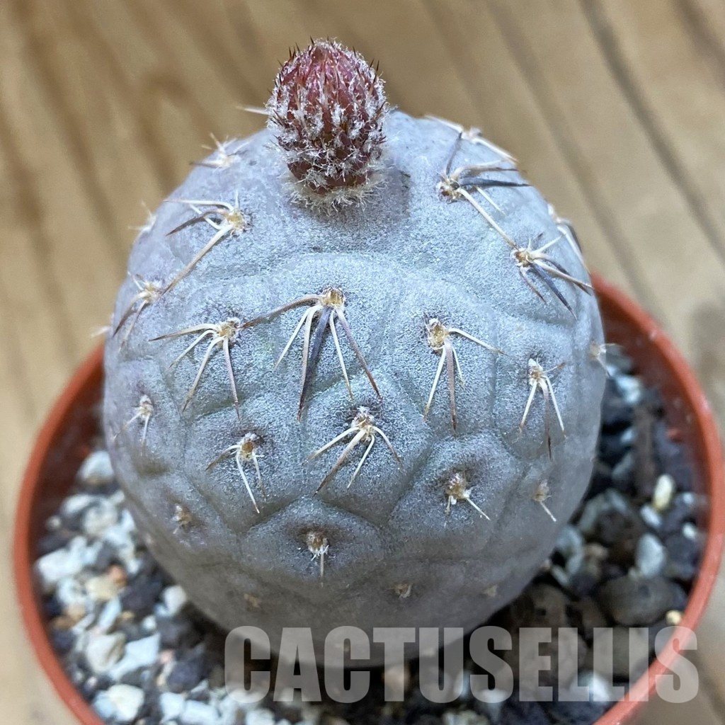 SH33955 Tephrocactus geometricus