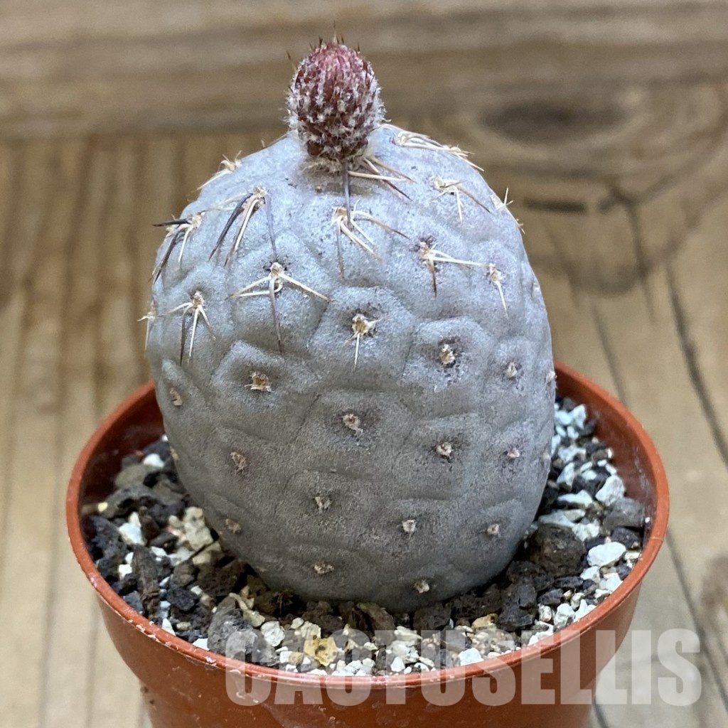 SH33955 Tephrocactus geometricus - Imagen 2