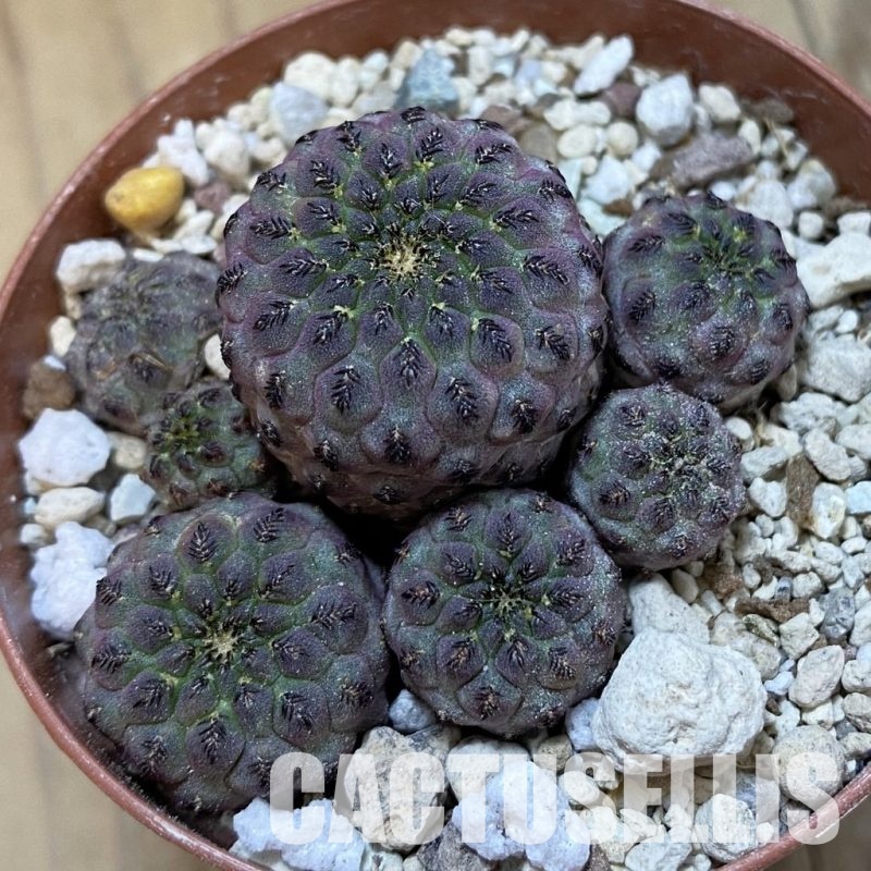 SH33959 Sulcorebutia rauschii
