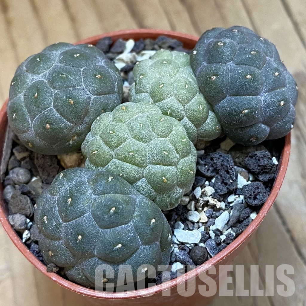 SH33960 Puna bonnieae v. inermis