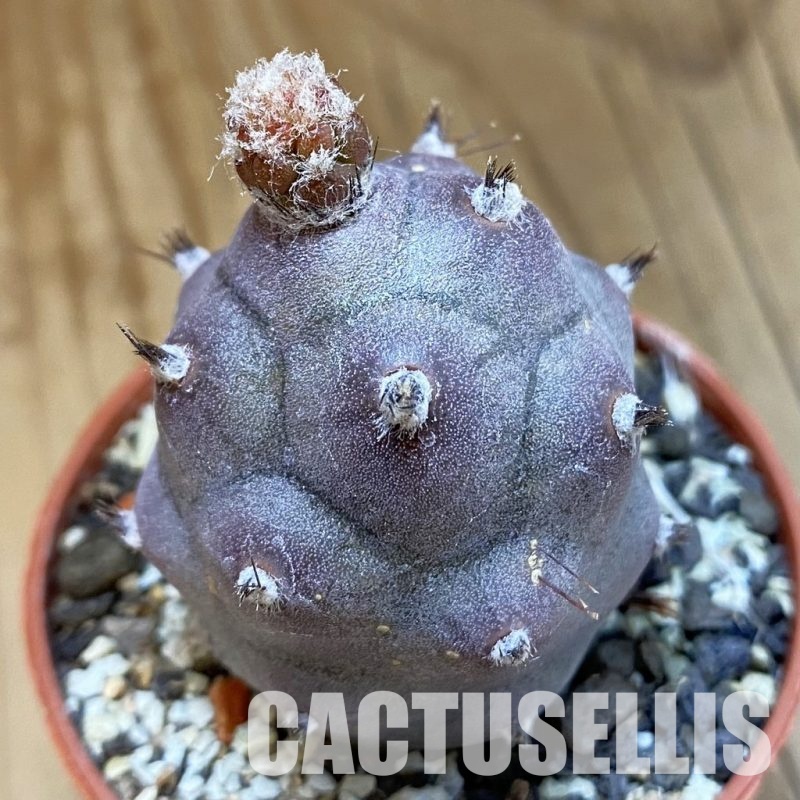SH33961 Tephrocactus articulatus