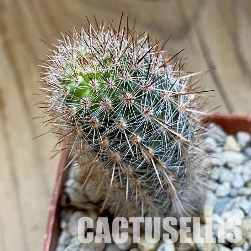 SH33919 Haageocereus decumbens ASK 337.3