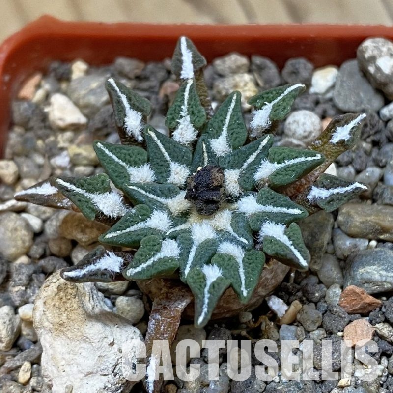 SH33964 Ariocarpus kotschoubeyanus v. macdowellii