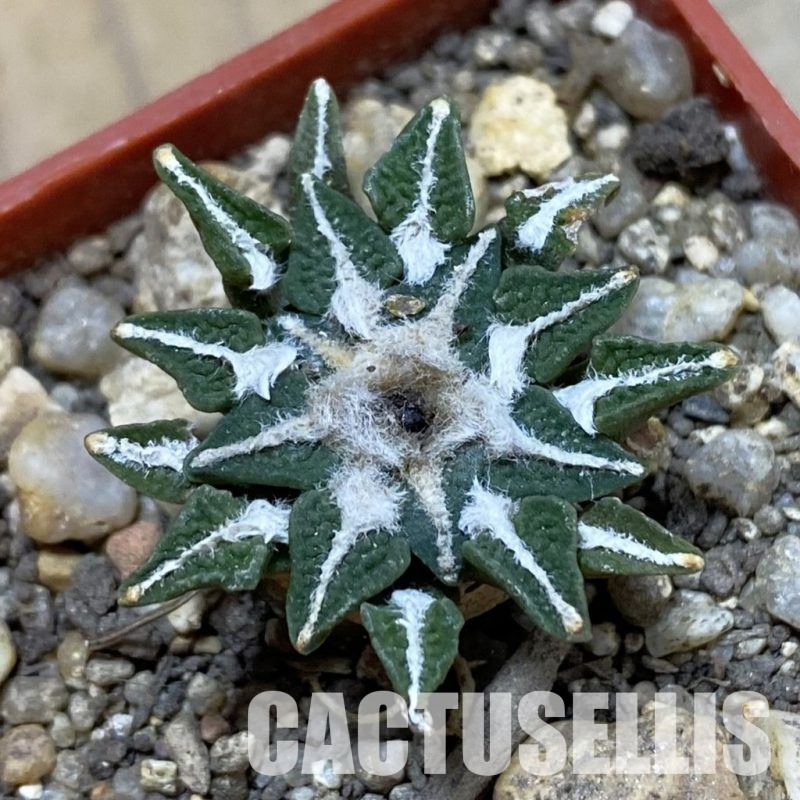 SH33965 Ariocarpus kotschoubeyanus v. macdowellii