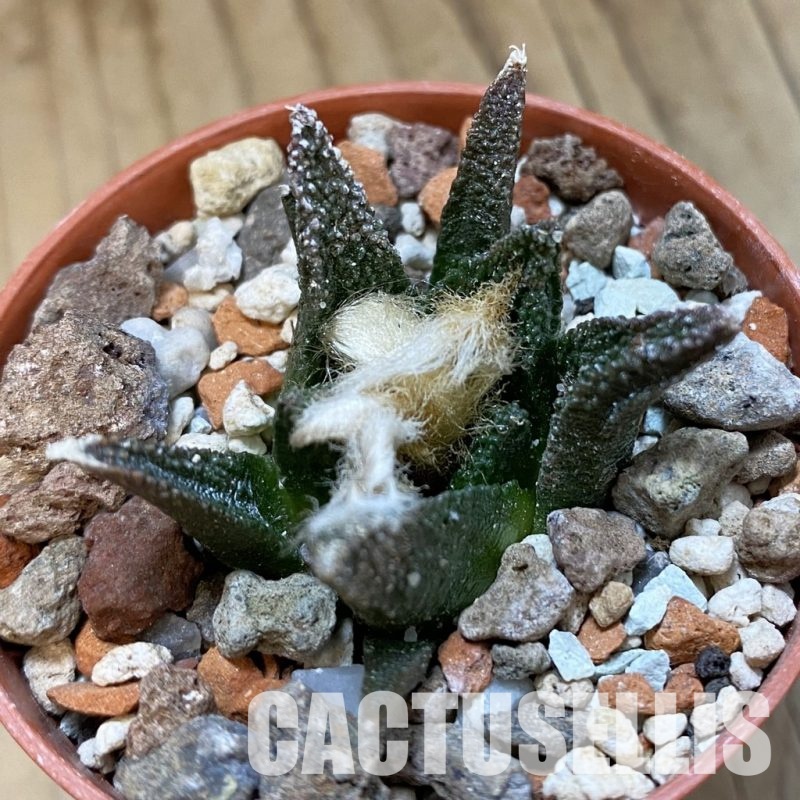 SH33966 Ariocarpus bravoanus -El Núñez-