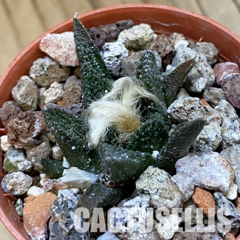 SH33967 Ariocarpus bravoanus -El Núñez-