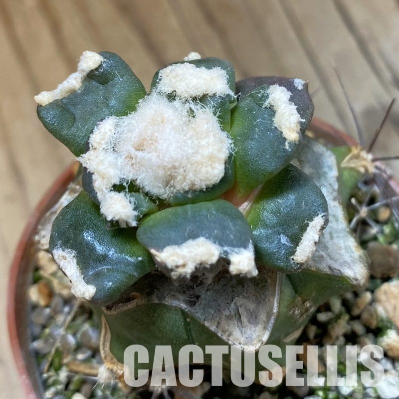 SH33969 Ariocarpus retusus 'Trefinger' FAT 123, grafted