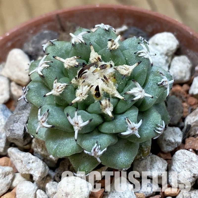 SH33970 Turbinicarpus alonsoi