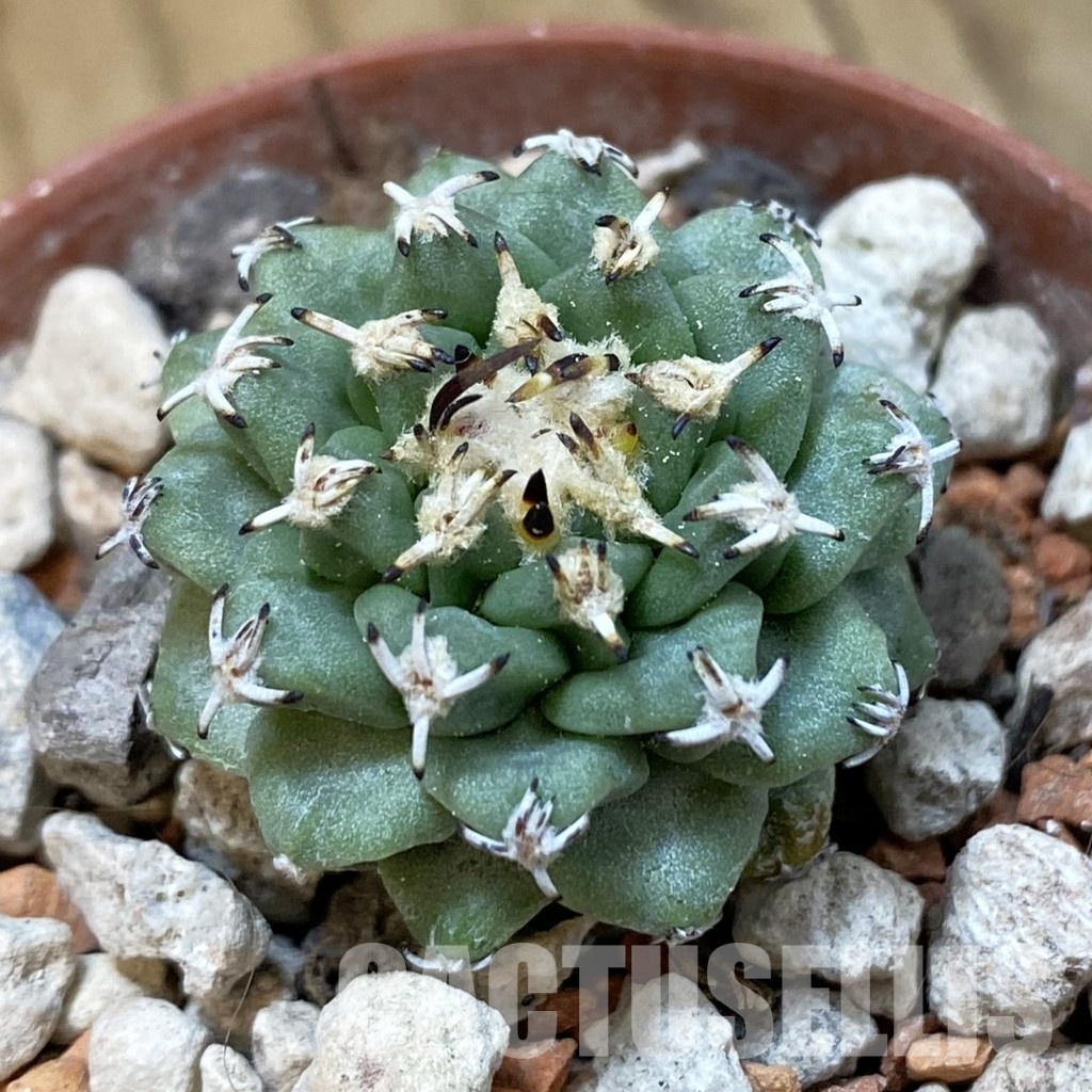 SH33970 Turbinicarpus alonsoi