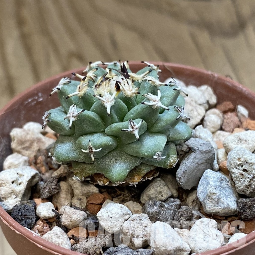 SH33970 Turbinicarpus alonsoi - Image 2