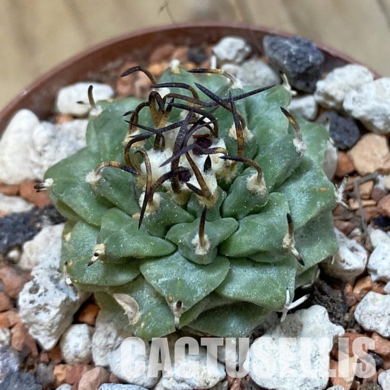 SH33971 Turbinicarpus alonsoi