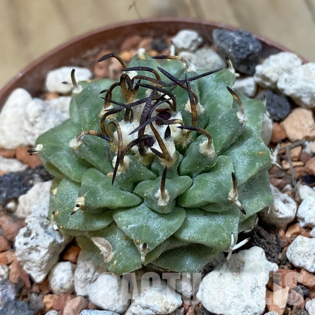 SH33971 Turbinicarpus alonsoi