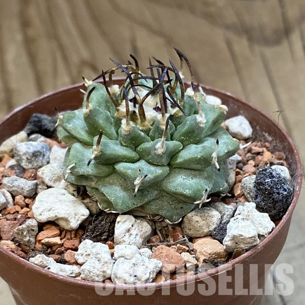 SH33971 Turbinicarpus alonsoi - Image 2