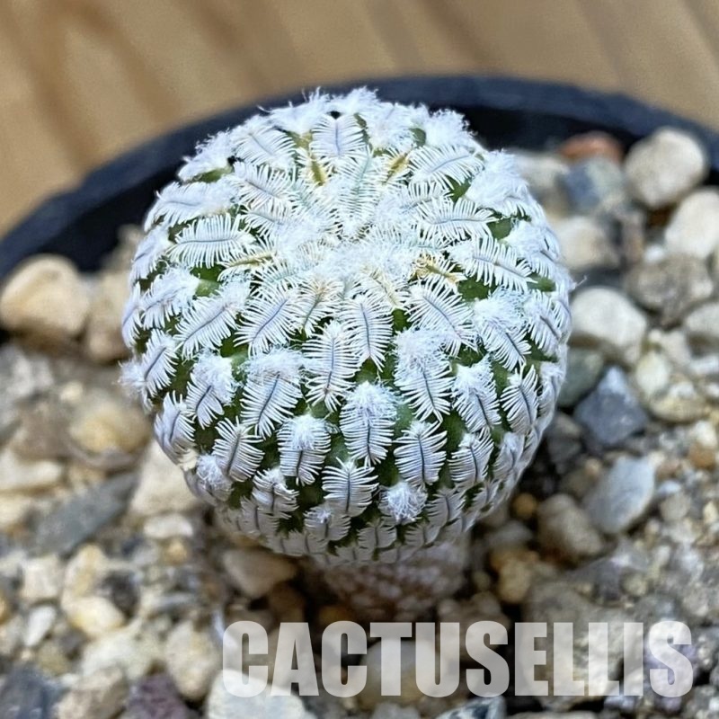 SH33972 Turbinicarpus pseudopectinatus v. rubriflorus