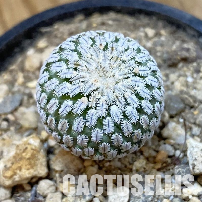 SH33973 Turbinicarpus pseudopectinatus v. rubriflorus
