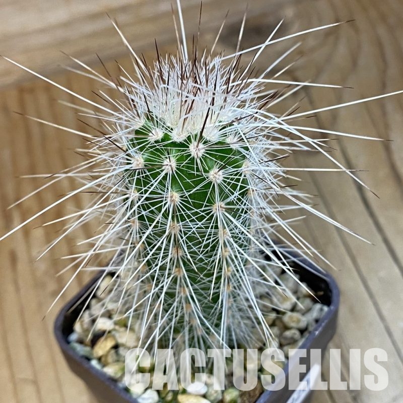 SH33920 Echinocereus parkeri ssp. rayonesensis Lan 1101
