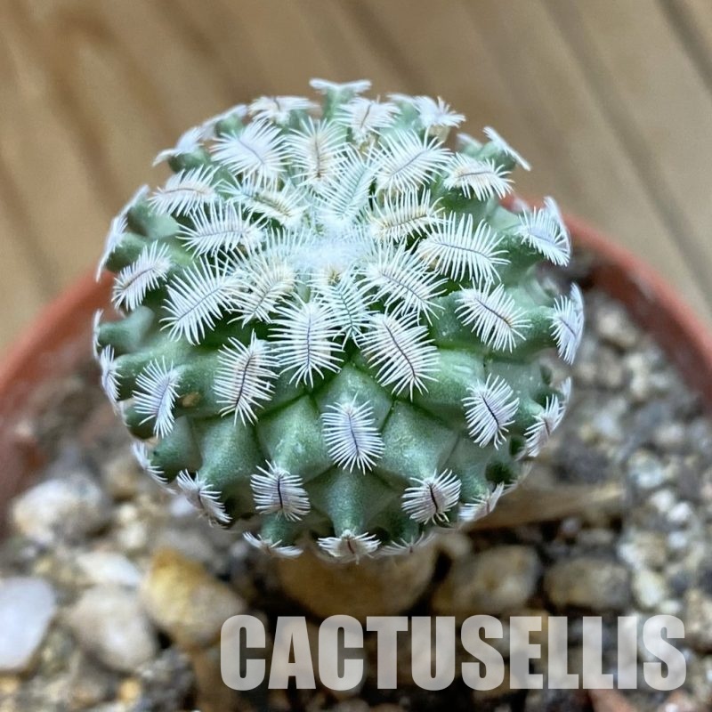 SH33974 Turbinicarpus mombergeri