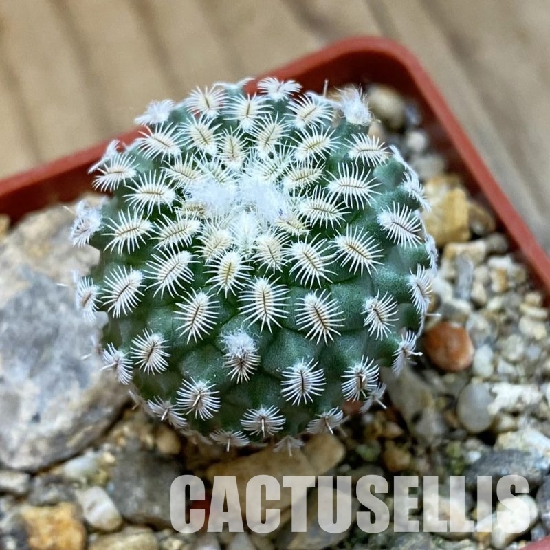 SH33975 Turbinicarpus mombergeri