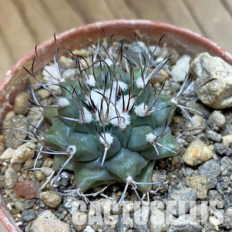 SH33976 Turbinicarpus swobodae