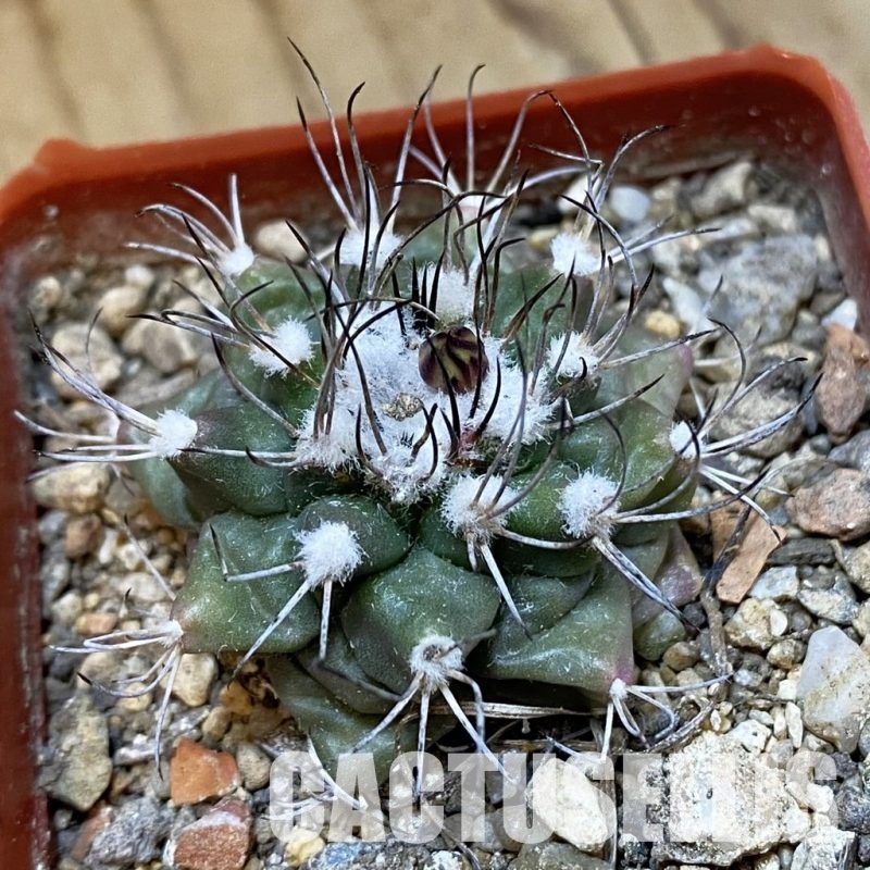 SH33977 Turbinicarpus swobodae