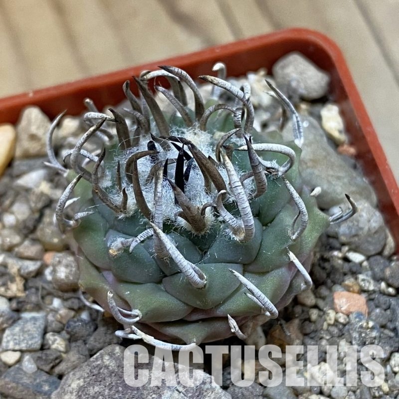 SH33978 Turbinicarpus sp. 'Negrita'