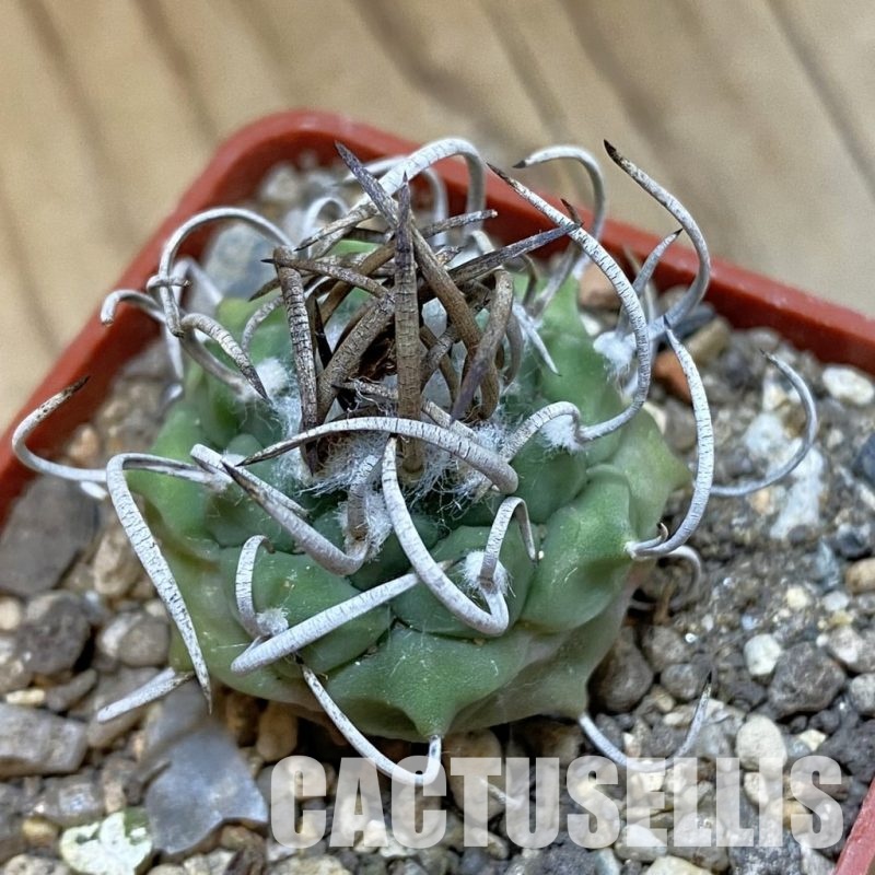 SH33979 Turbinicarpus sp. 'Negrita'
