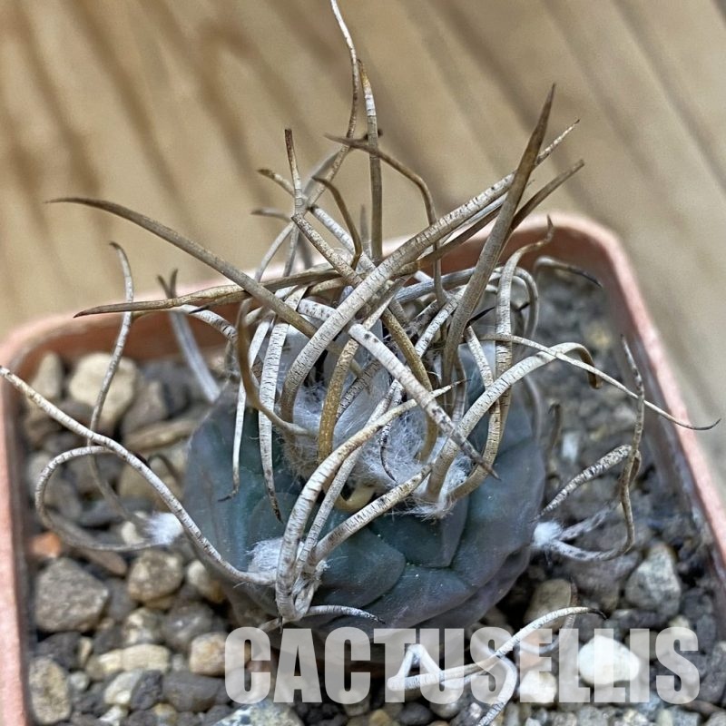 SH33980 Turbinicarpus macrochele